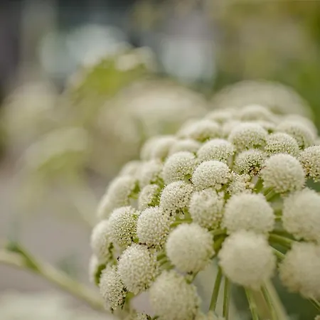 Garni Toscanina - Adults Only Hotel Bad Radkersburg