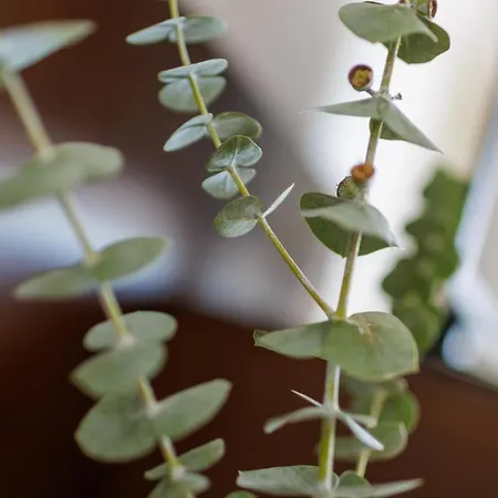 Garni Toscanina - Adults Only Hotel