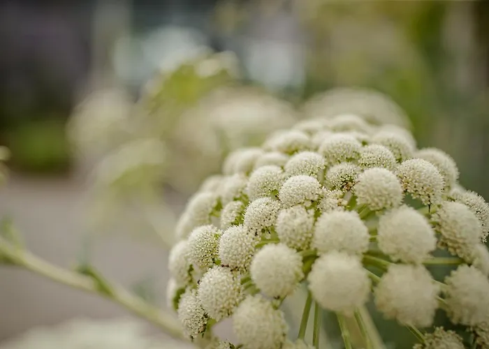 Garni Toscanina - Adults Only Hotel Bad Radkersburg